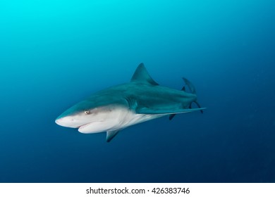 Giant bull shark / Zambezi Shark swimming in deep blue water