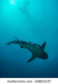 Giant Bull Shark Zambezi Shark Swimming Stock Photo (Edit Now) 428816137