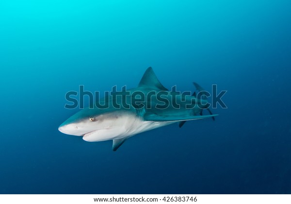 Giant bull shark / Zambezi Shark swimming in deep\
blue water
