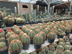 Giant Cactus Ball In A Pot