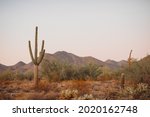 Giant cactus forest in the desert. Many Saguaro Cactus in Sonora desert. Cactus thickets in the rays of the setting sun, Saguaro National Park, southeastern Arizona, United States.