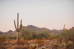 Giant Cactus Forest In The Desert. Many Saguaro Cactus In Sonora Desert. Cactus Thickets In The Rays Of The Setting Sun, Saguaro National Park, Southeastern Arizona, United States.