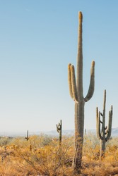 Giant Cactus Forest In The Desert. Many Saguaro Cactus In Sonora Desert. Cactus Thickets In The Rays Of The Setting Sun, Saguaro National Park, Southeastern Arizona, United States.