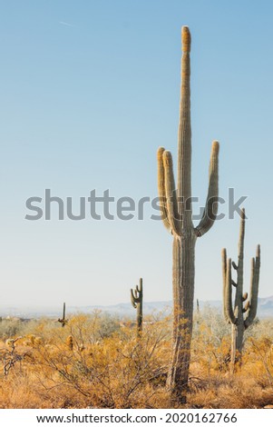 Giant cactus forest in the desert. Many Saguaro Cactus in Sonora desert. Cactus thickets in the rays of the setting sun, Saguaro National Park, southeastern Arizona, United States.