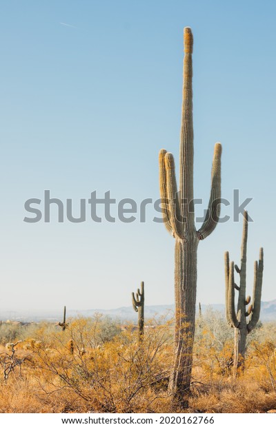 Giant cactus\
forest in the desert. Many Saguaro Cactus in Sonora desert. Cactus\
thickets in the rays of the setting sun, Saguaro National Park,\
southeastern Arizona, United\
States.