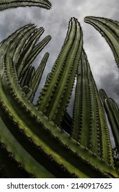 Giant cactus in front of dramatic cloudy sky