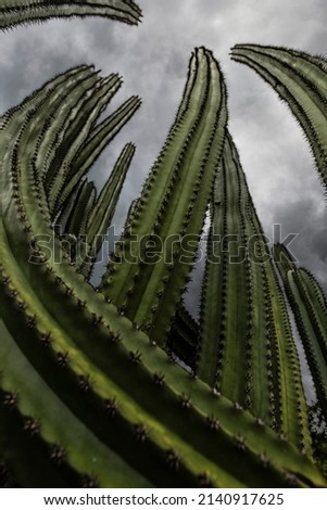 Giant cactus in front of dramatic cloudy sky