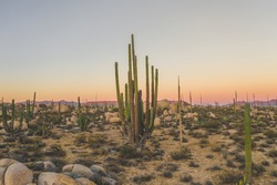 Giant Cactus Pictured At Sunset In Baja California, Mexico.