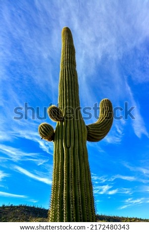 Giant cactus Saguaro cactus (Carnegiea gigantea) against the blue sky and clouds, Arizona USA