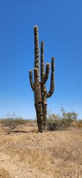 Giant Cactus Taller Than Human