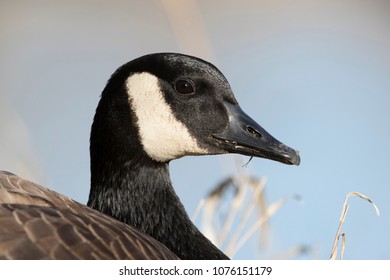giant canada goose branta canadensis maxima giant canada goose branta canadensis maxima