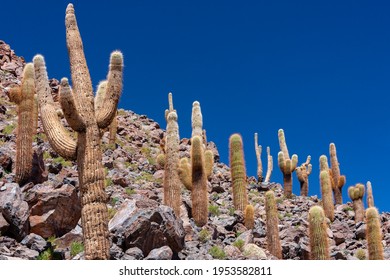Giant Candelabra Cactus growing in a canyon in the Atacama Desert near San Pedro de Atacama in northern Chile, South America.