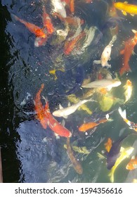 Giant Carp Eatting And Swimming In A Pond