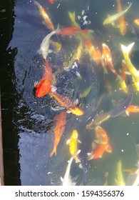 Giant Carp Is Swimming In A Pond