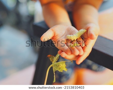 Giant cassava silk worm crawling on kid girl hands with eaten leaf. Dawn warm light. Selective focus.