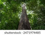 A giant Castanheira tree, Bertholletia excelsa, in the majestic Amazon rainforest on a sunny summer day. Concept of conservation, environment, ecology, nature, climate, biodiversity. Amazonas, Brazil.