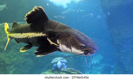 Giant Catfish In An Aquarium