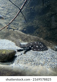 Giant Catfish In The Aquarium