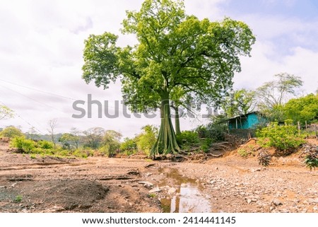 Giant Ceibo trees in a jungle forest