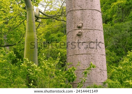 Giant Ceibo trees in a jungle forest