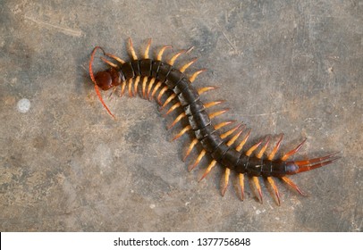 centipeda gigante o chilopoda en el suelo de cemento