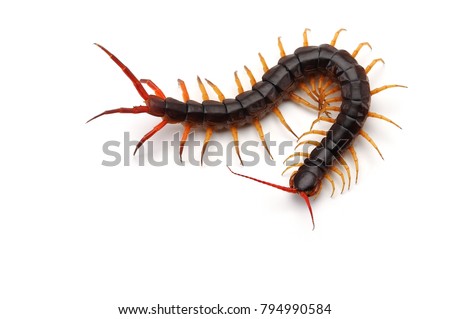 Giant centipede isolated on white background