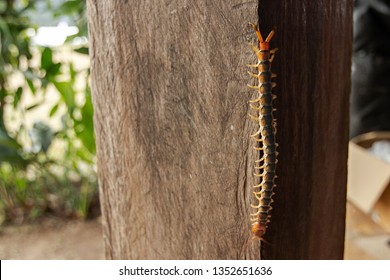 Giant Centipede, Scolopendra Gigantea