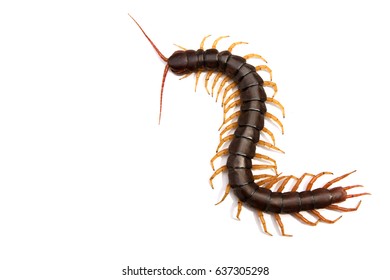 Giant centipede Scolopendra subspinipes isolated on white background.