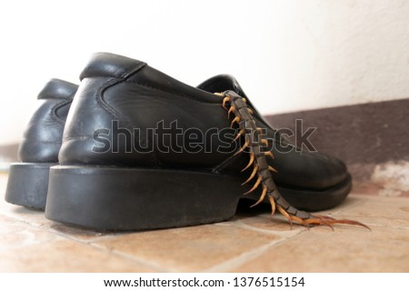 giant centipedes hiding in black ,leather shoes