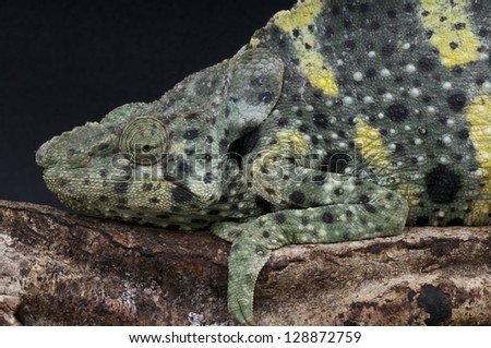 Giant Chameleon / Chamaeleo melleri