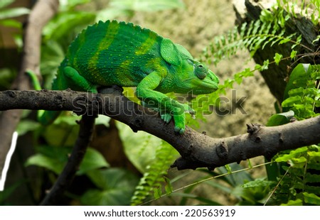 Giant Chameleon, Chamaeleo melleri with strong green colour over branch
