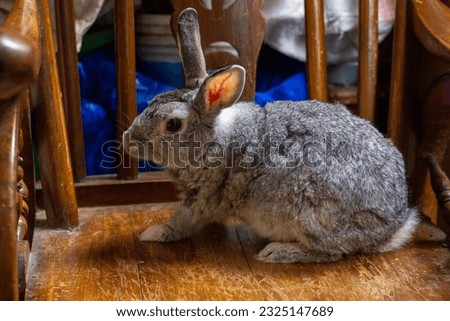 The Giant chinchilla rabbit posing from different angles. I took this photo on june 2023