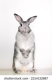 A Giant Chinchilla Rabbit standing upright on its hind legs