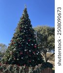 Giant Christmas Tree in Town Square