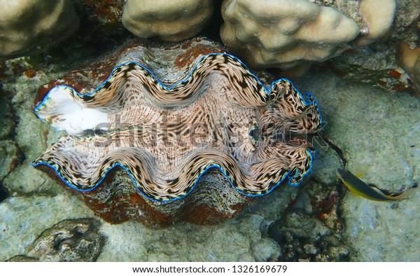 Giant clam with peach or\
pink interior and bright blue edges and tropical fish on tropical\
coral reef.
