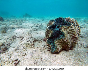 A Giant Clam Shell On The Ocean Floor