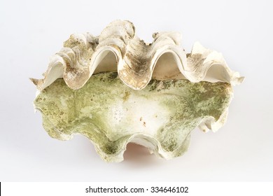 Giant Clam Shell On White Background