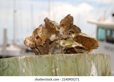 Giant Clam Shell At The Pier