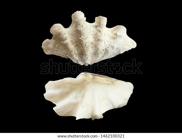 tridacna gigas shell