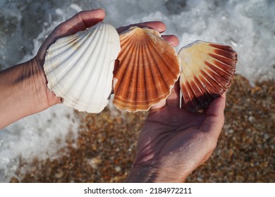 Giant Clam Shells In Hand          