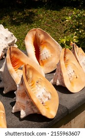 Giant Clam Shells For Sale