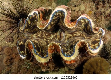 Giant Clam (Tridacna Gigas)