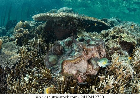 A Giant clam, Tridacna gigas, grows on a shallow coral reef in Raja Ampat, Indonesia. This tropical region supports the greatest marine biodiversity on the planet.