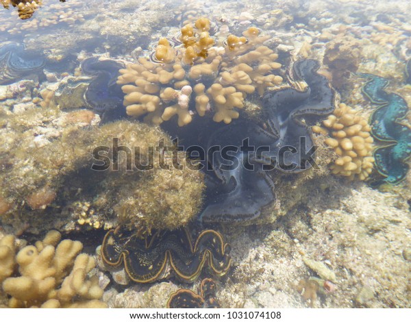 clam habitat