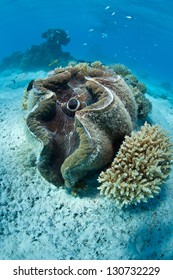 Giant Clams (Tridacna Sp.) Are Grown In The Shallow, Clear Waters Of Aitutake's Lagoon.  This Is Part Of The Cook Islands.  The Clams Are Grown For Food And For The Aquarium Trade.