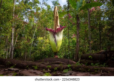 The giant corpse flower  in forest - Shutterstock ID 2256348823