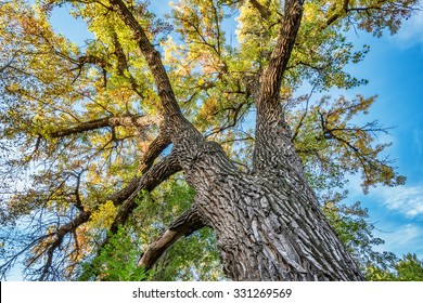 Giant cottonwood tree with fall foliage native to Colorado Plains, also the State tree of Wyoming, Nebraska, and Kansas - looking up