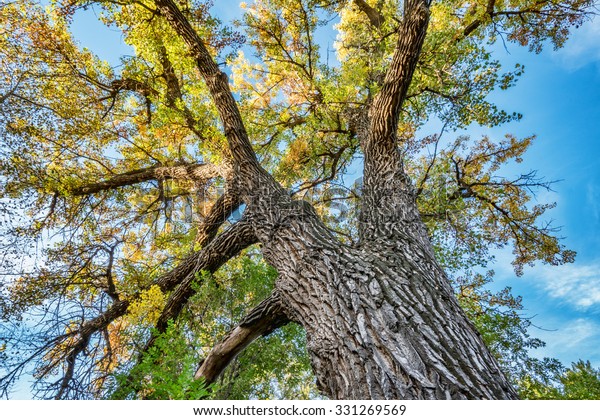 Giant cottonwood tree with fall foliage native to Colorado Plains, also the State tree of Wyoming, Nebraska, and Kansas - looking up