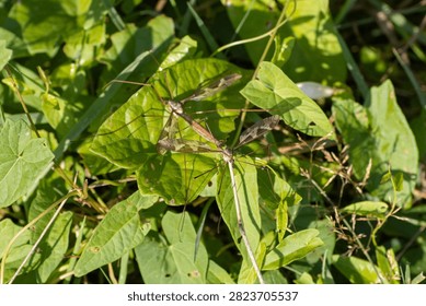 Giant Cranefly (Tipula maxima) pair mating at Seaton Wetlands, Devon, UK