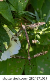 Giant Cranefly (Tipula maxima) pair mating at Seaton Wetlands, Devon, UK